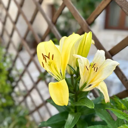 بيت للعطل Trulli Bale *